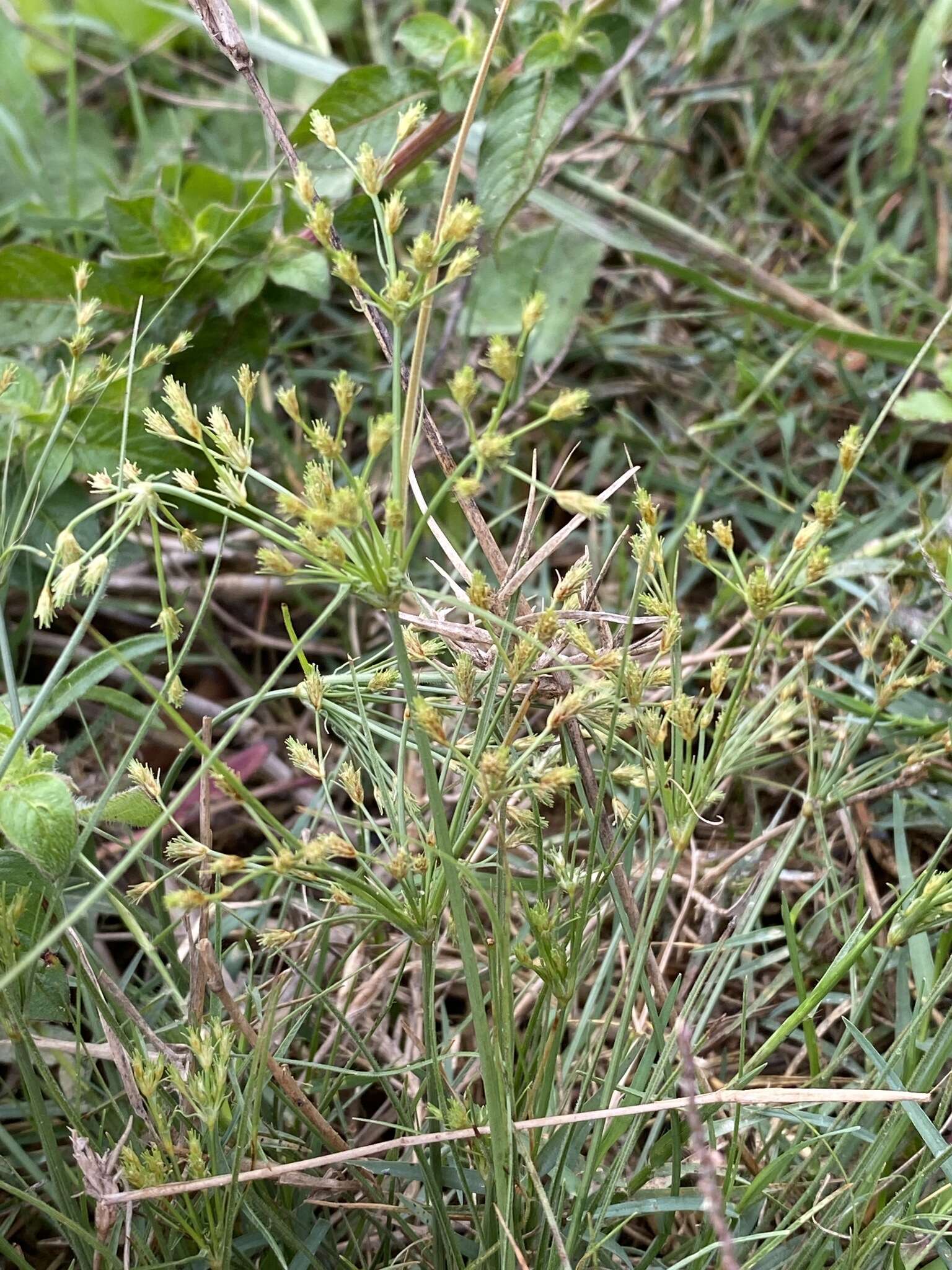 Image of Fimbristylis squarrosa Vahl