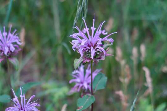 Image of Monarda fistulosa var. menthifolia (Graham) Fernald