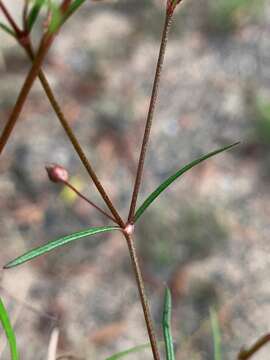 Image of Oldenlandia subulata Korth.