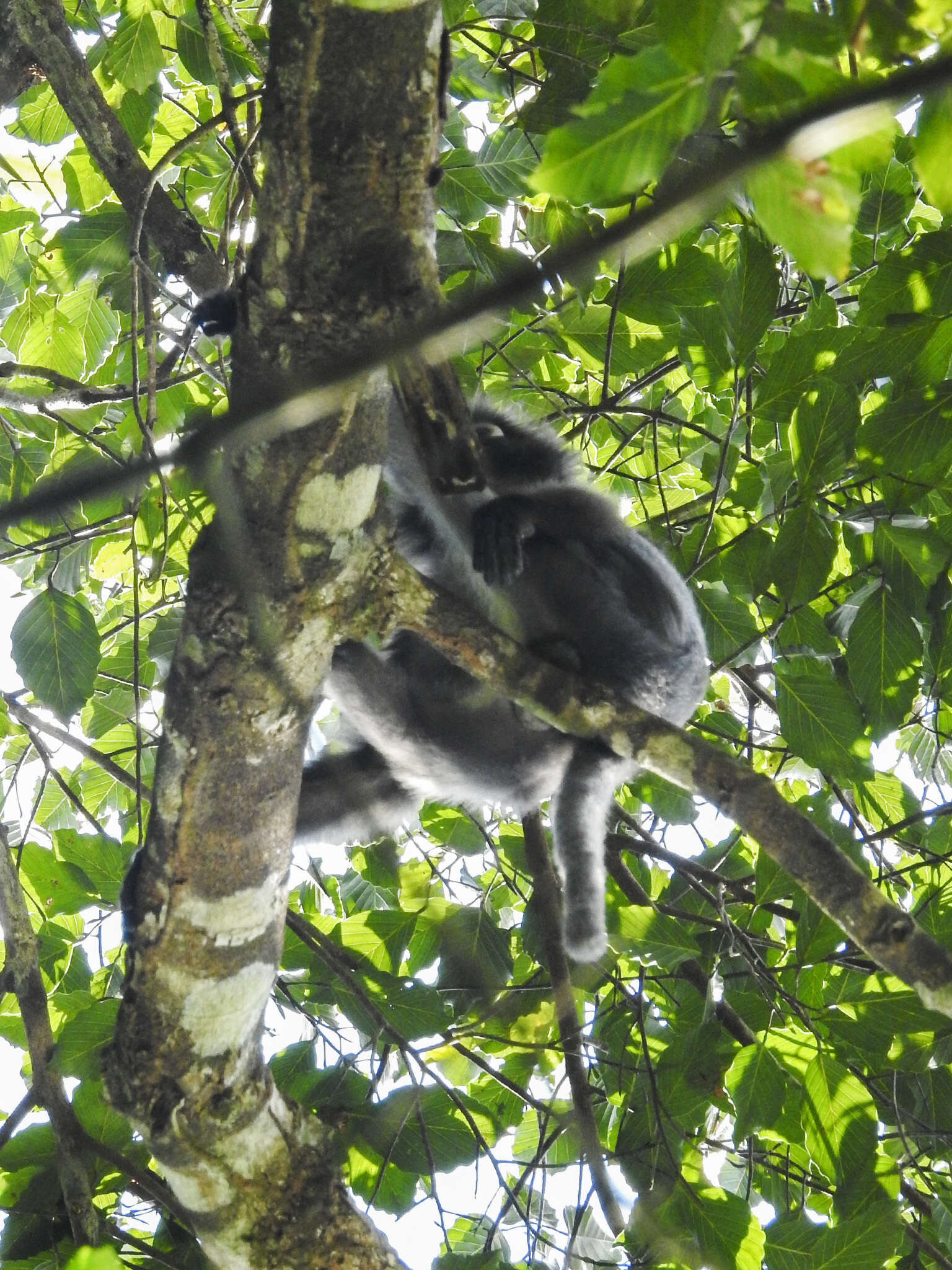 Image of Dusky Langur