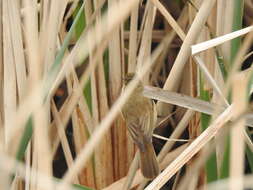 Image of Australian Reed Warbler