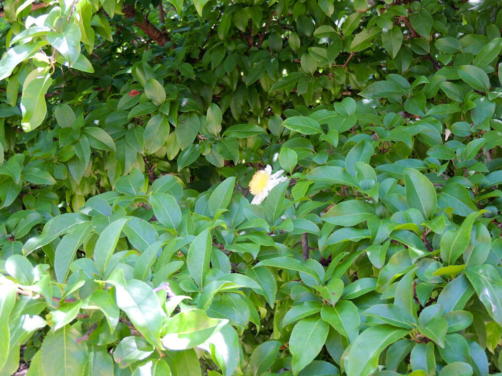 Image of Oncoba spinosa subsp. spinosa