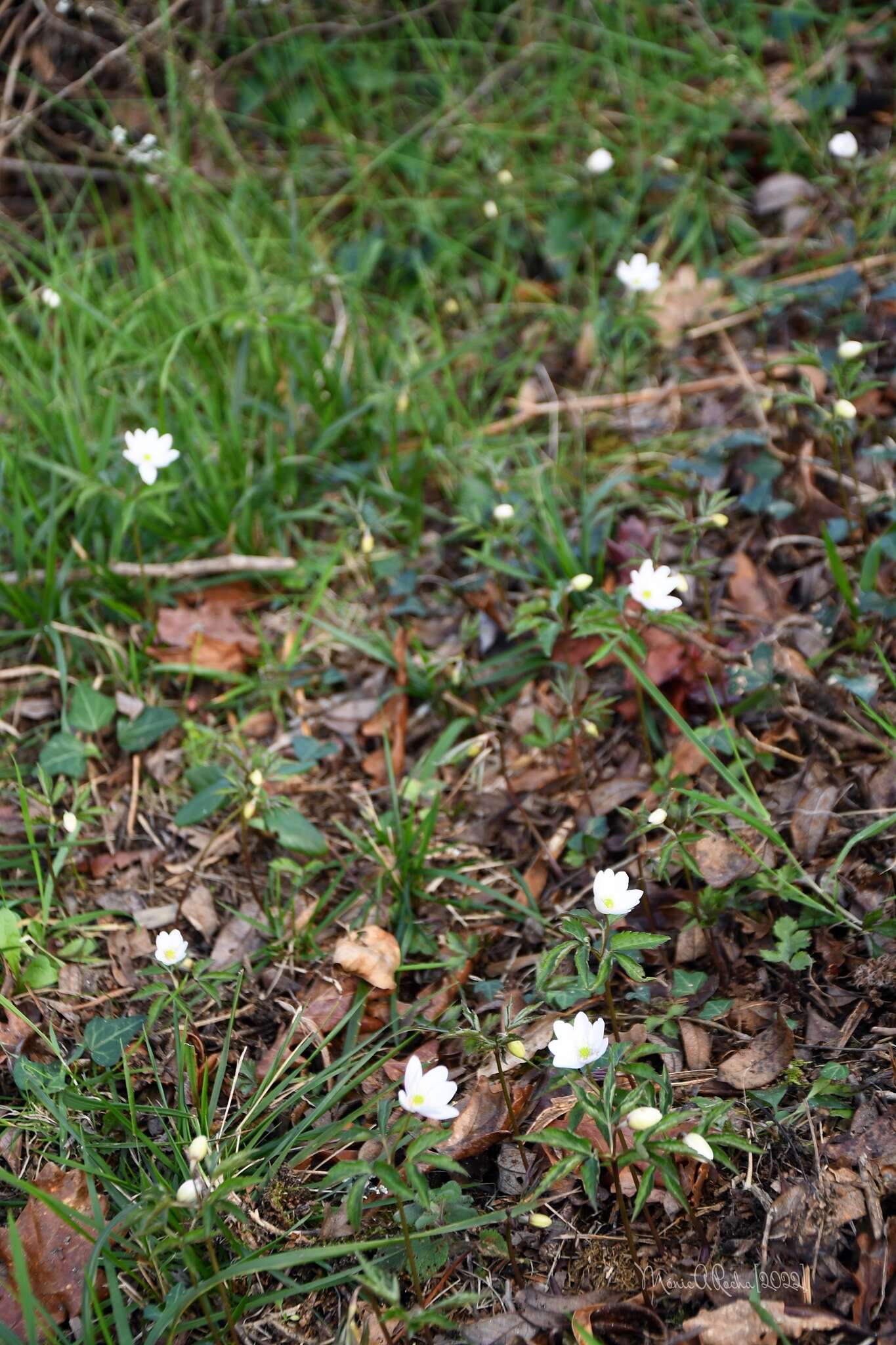 Imagem de Anemone trifolia subsp. albida (Mariz) Ulbr.