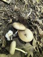 Imagem de Agaricus pocillator Murrill 1941