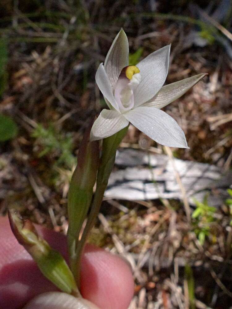 Image de Thelymitra longifolia J. R. Forst. & G. Forst.