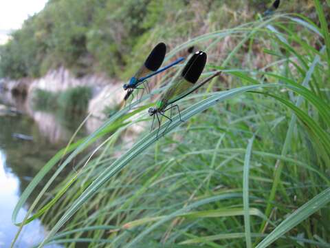 Image of Syrian Demoiselle