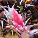 Image of Tillandsia macbrideana L. B. Sm.
