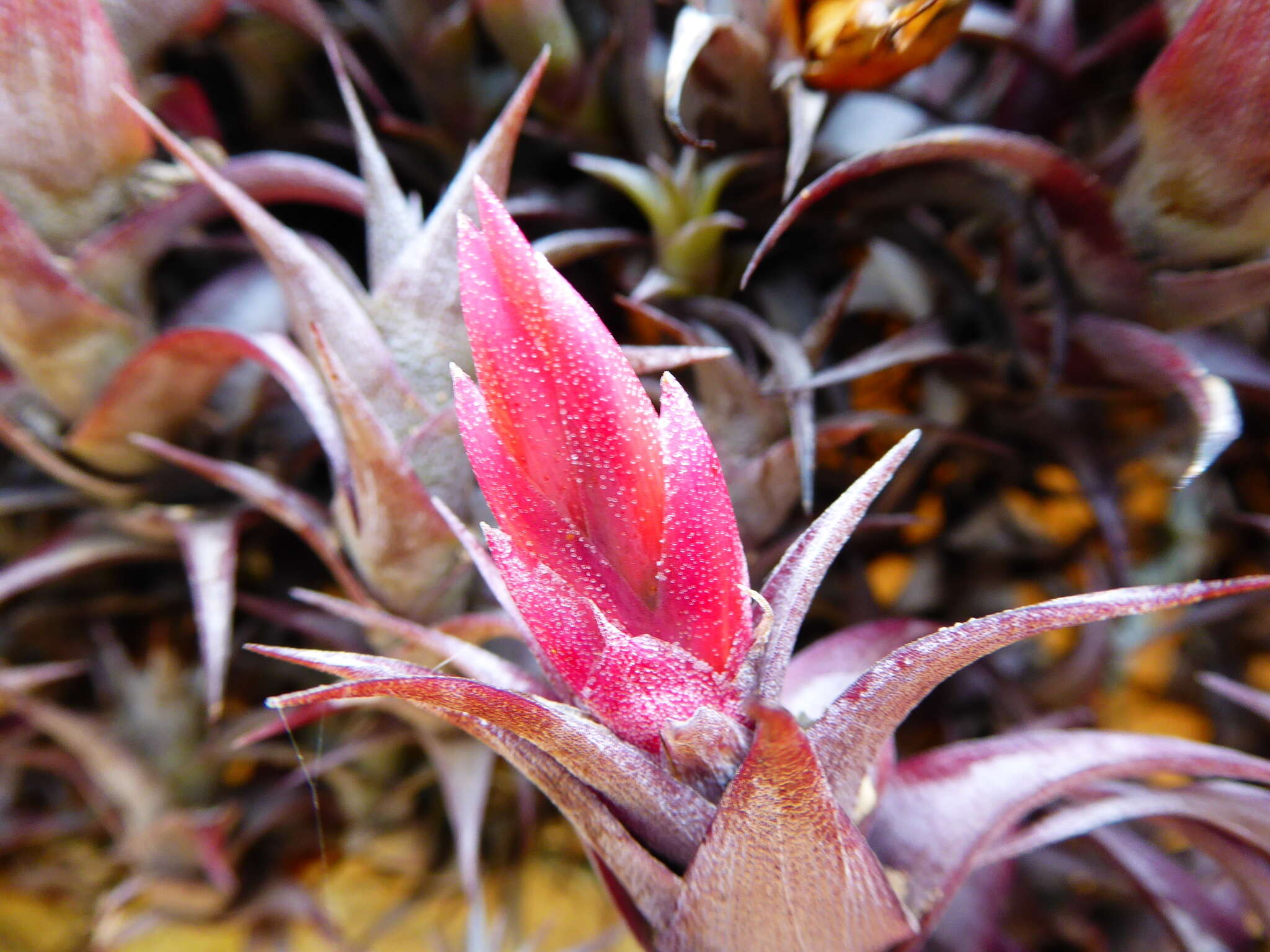 Imagem de Tillandsia macbrideana L. B. Sm.