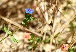 Image of Lysimachia arvensis var. caerulea (L.) Turland & Bergmeier