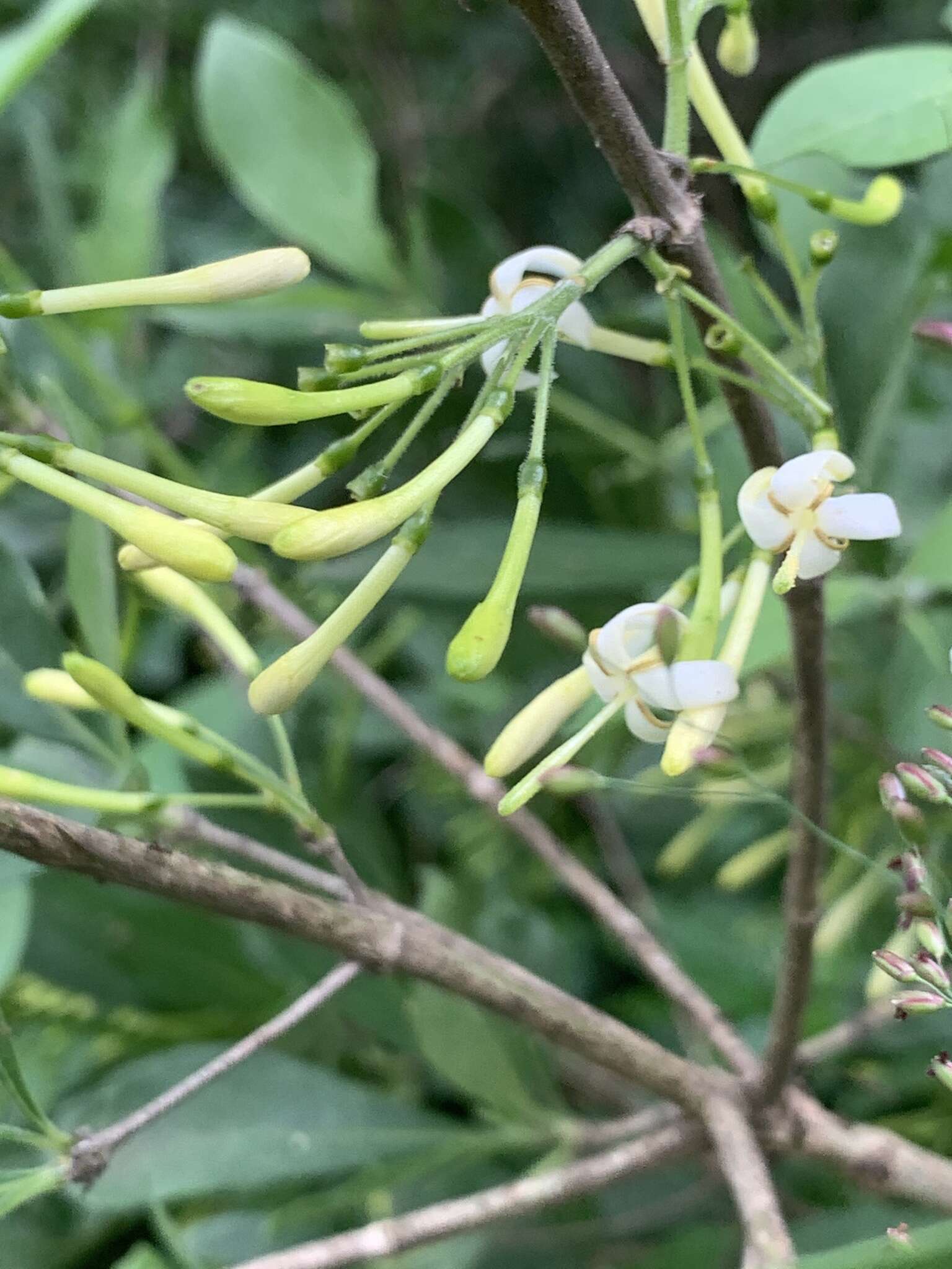 صورة Pavetta gardeniifolia var. subtomentosa K. Schum.