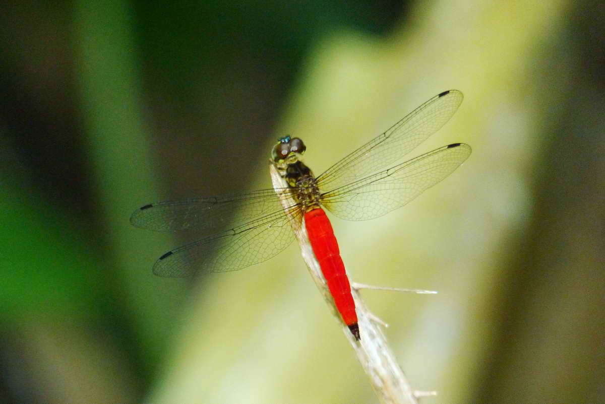 Image of Lyriothemis meyeri (Selys 1878)