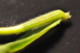 Image of evening primrose