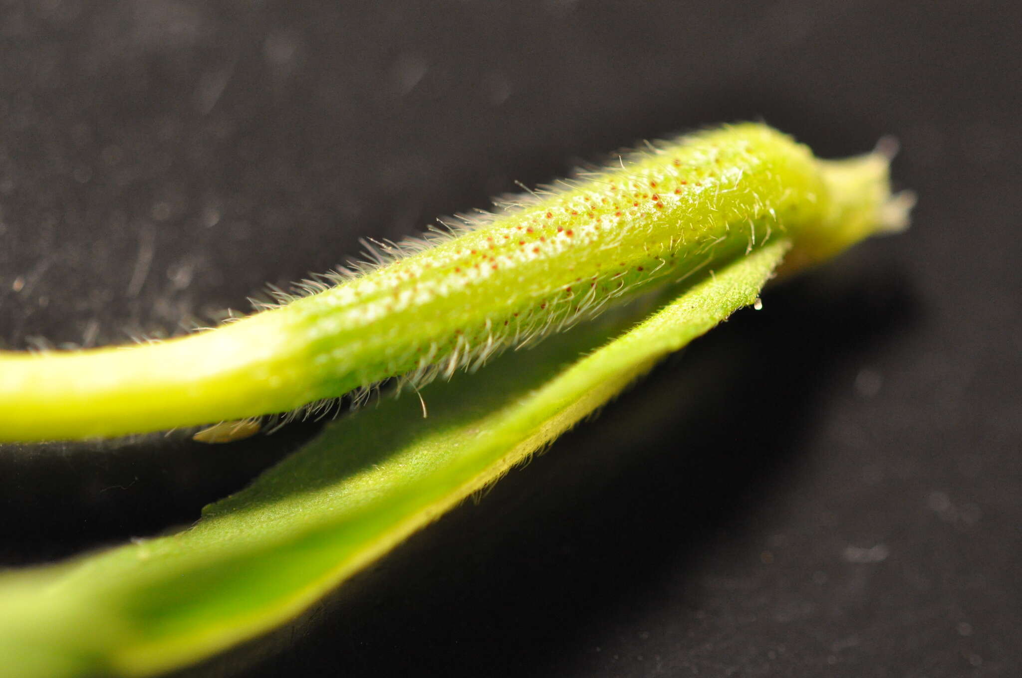 Image of evening primrose