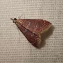 Image of Pyrausta roseivestalis Munroe 1976