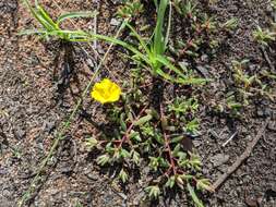 Image of Portulaca pilosa subsp. pilosa