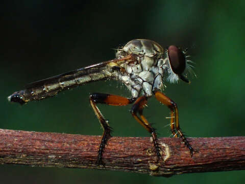 Imagem de Ommatius floridensis Bullington & Lavigne 1984