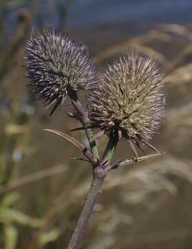 Imagem de Eryngium articulatum Hook.