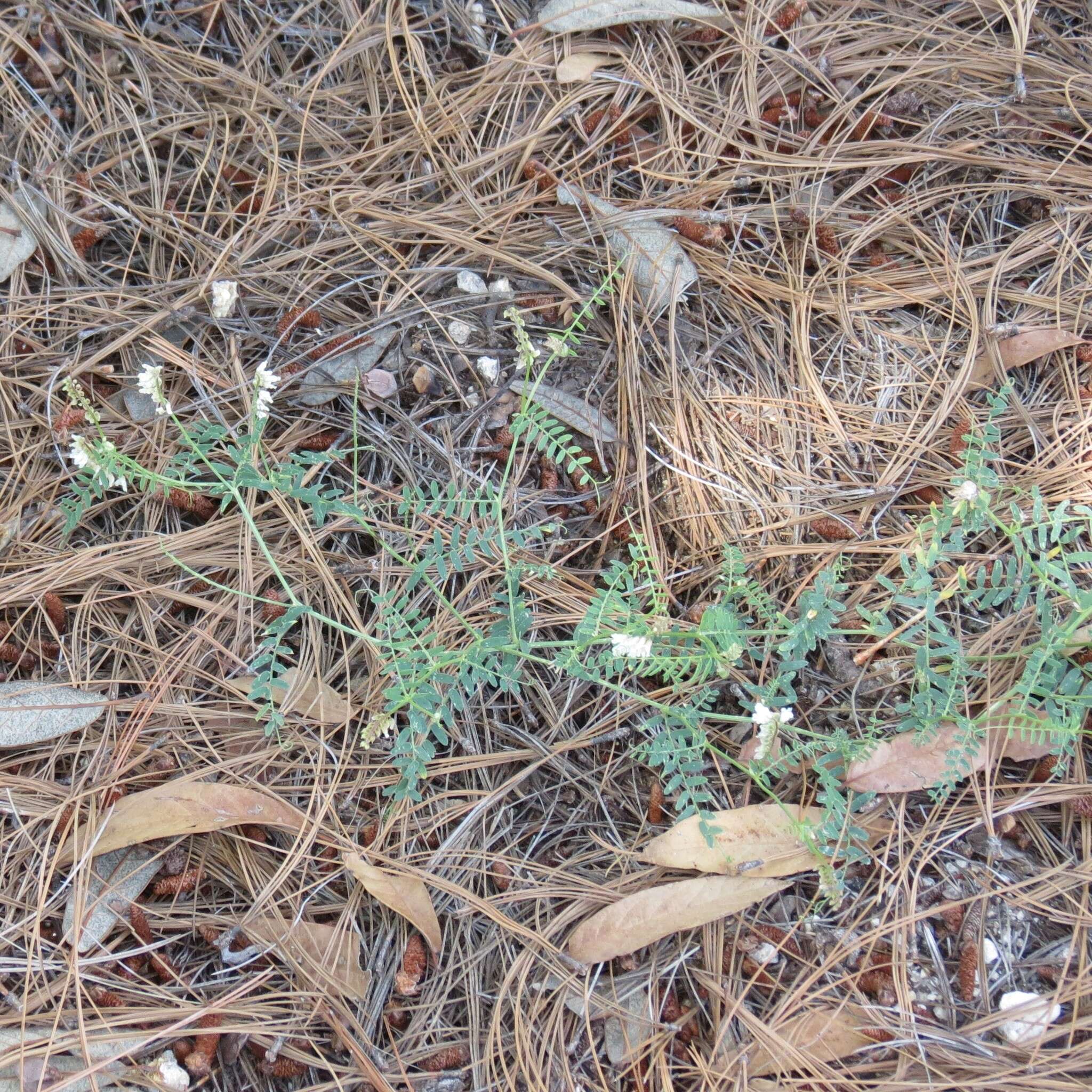 Imagem de Vicia pulchella Kunth