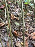 Image of wild hydrangea