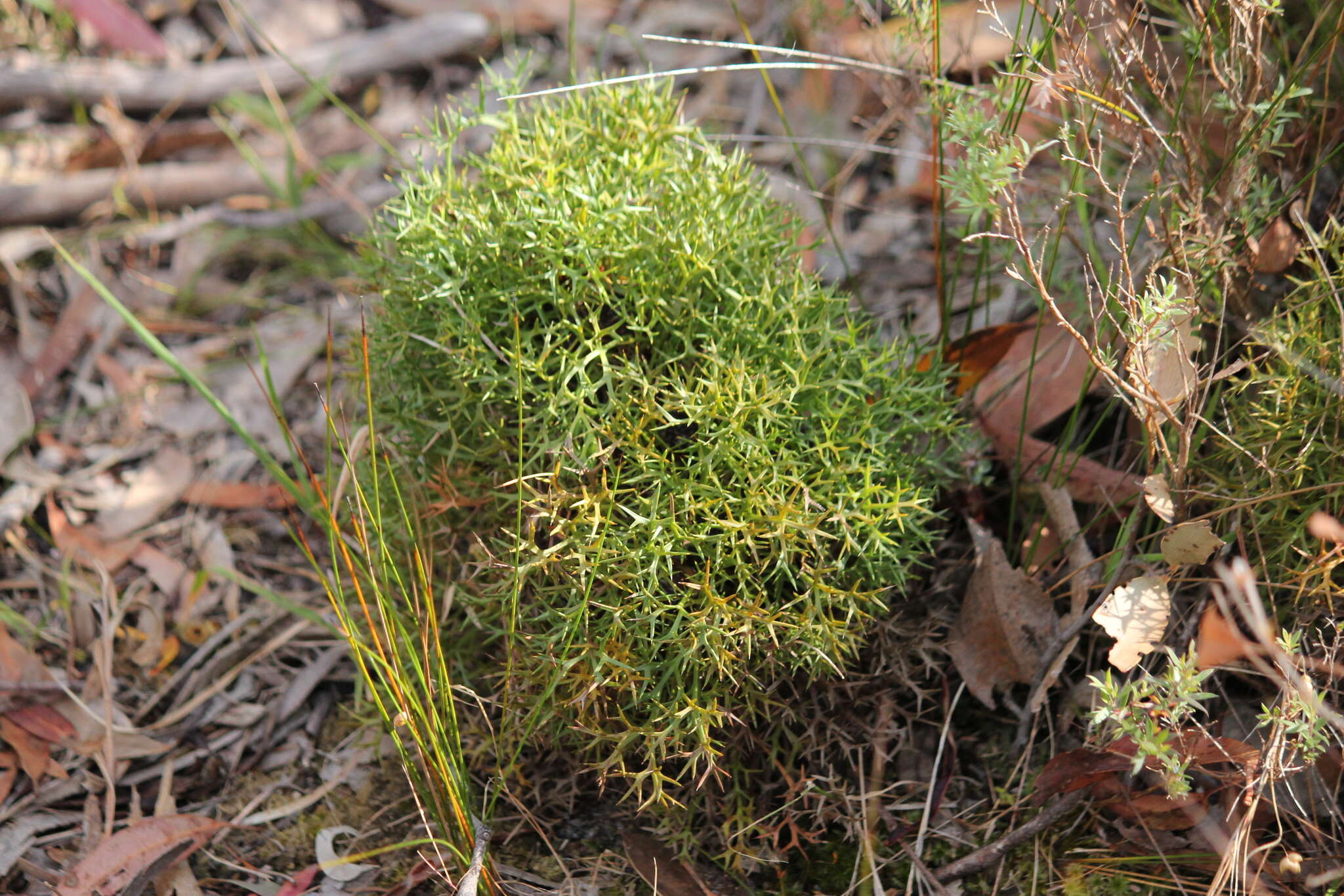 Imagem de Isopogon ceratophyllus R. Br.