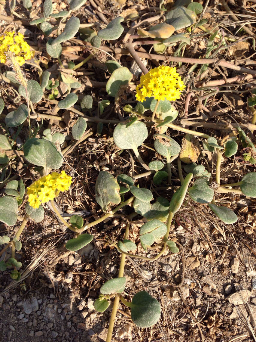 Image of coastal sand verbena