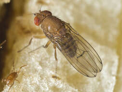 Imagem de Drosophila immigrans Sturtevant 1921