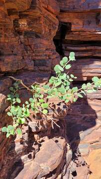 Image de Capparis nummularia DC.