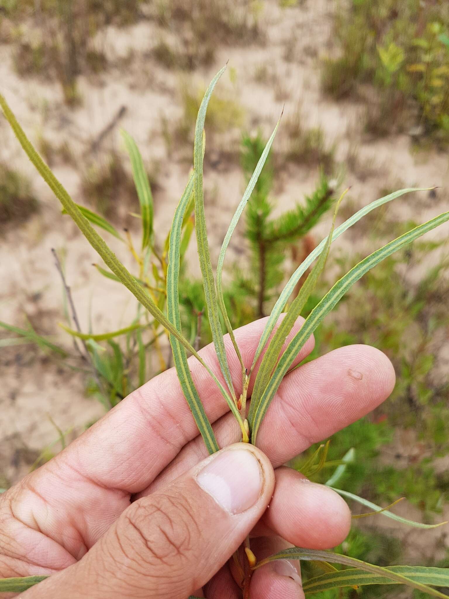 Image of Sandbar Willow