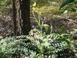 Image of Sophora fraseri Benth.