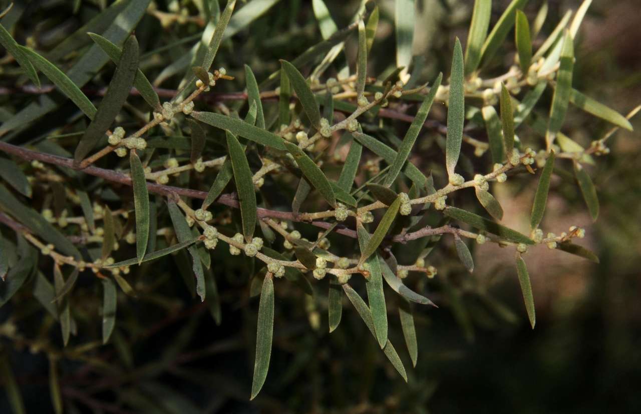 Sivun Acacia oswaldii F. Muell. kuva