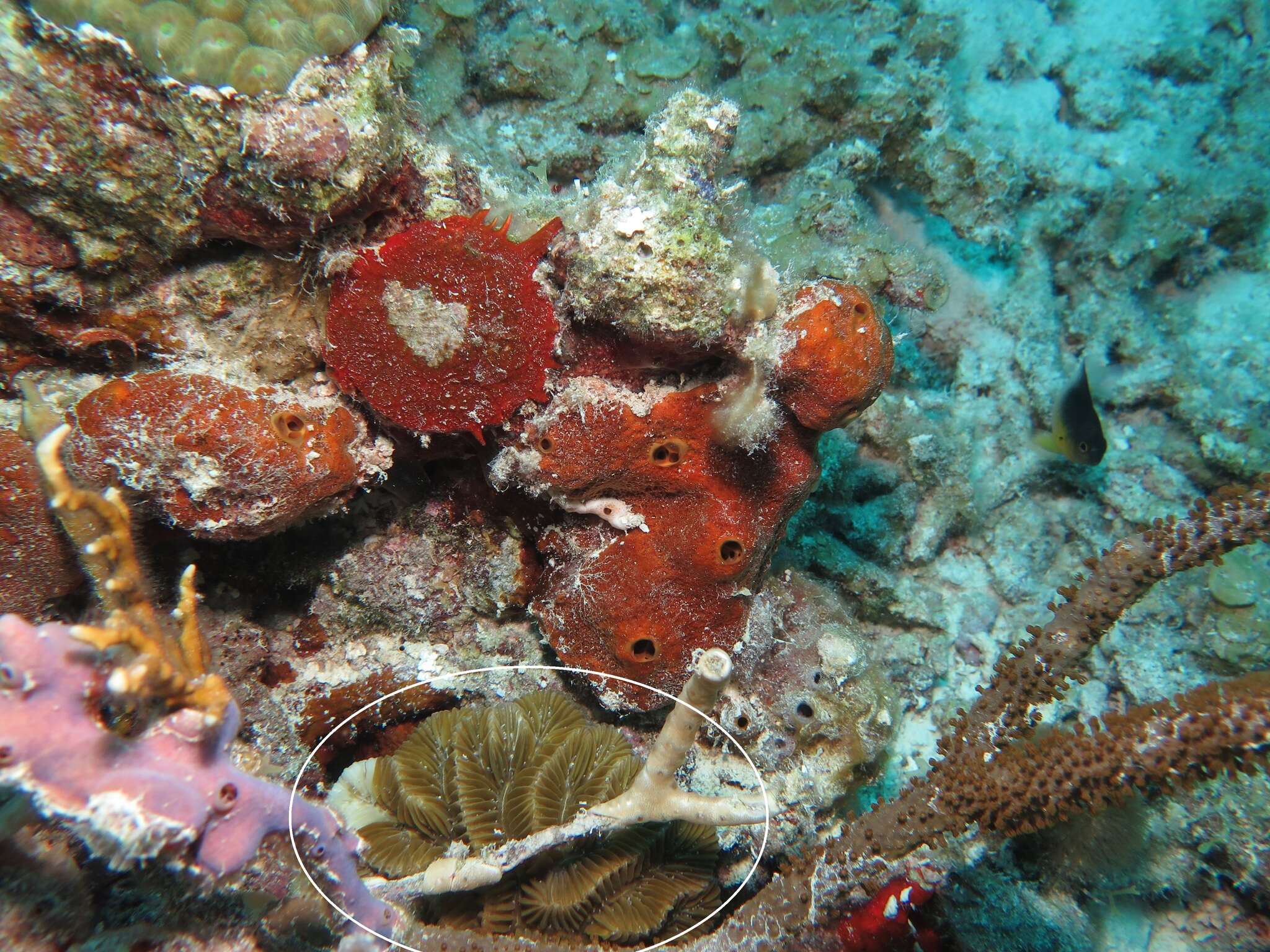 Image of Maze Coral