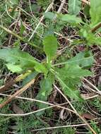 صورة Nicotiana suaveolens Lehm.