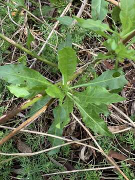 Image of Australian tobacco