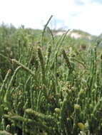 Sivun Salicornia decumbens (Toelken) Piirainen & G. Kadereit kuva