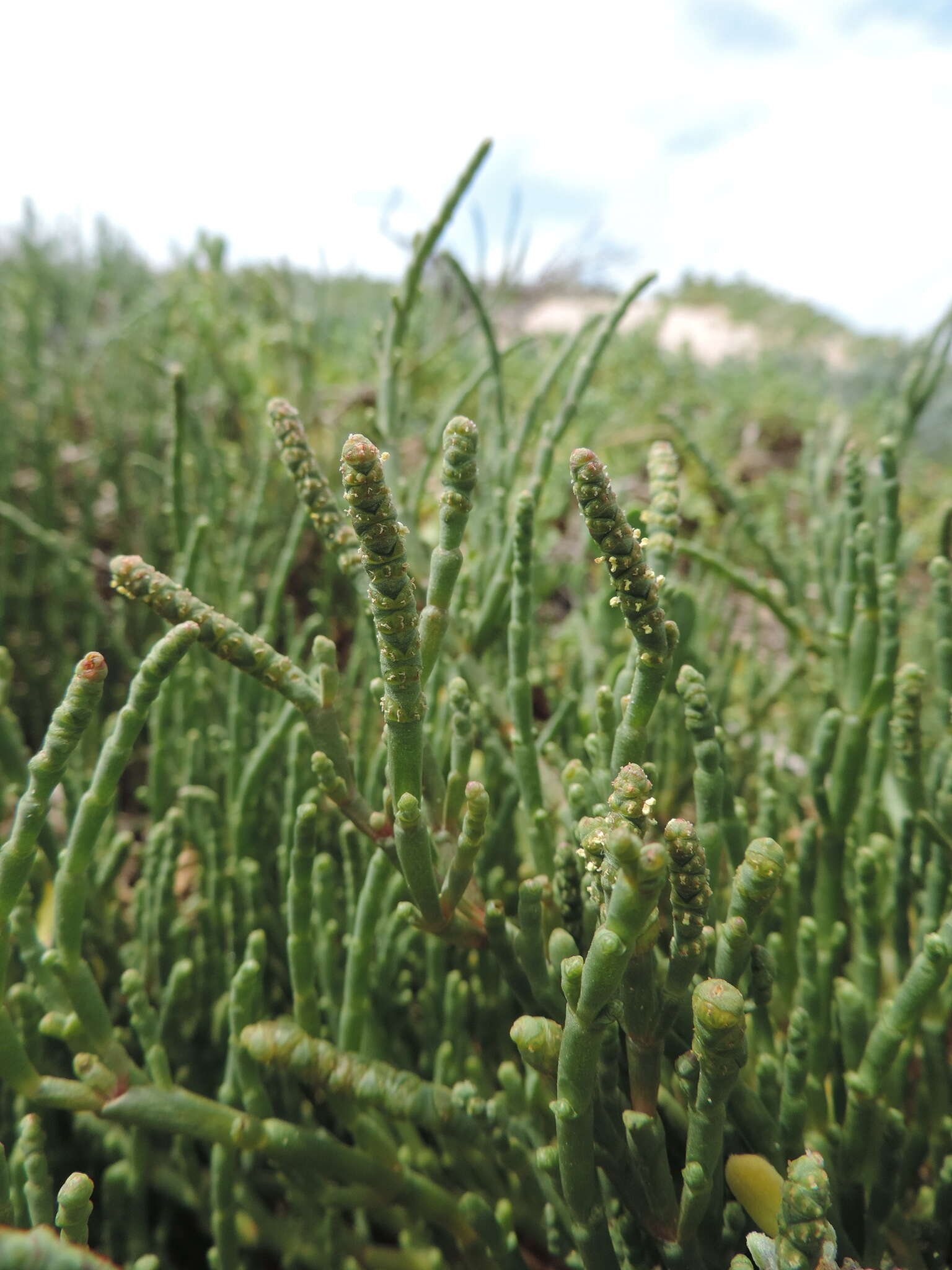 Sivun Salicornia decumbens (Toelken) Piirainen & G. Kadereit kuva