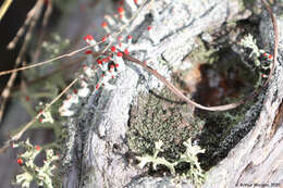 Image of Ravenel's cup lichen