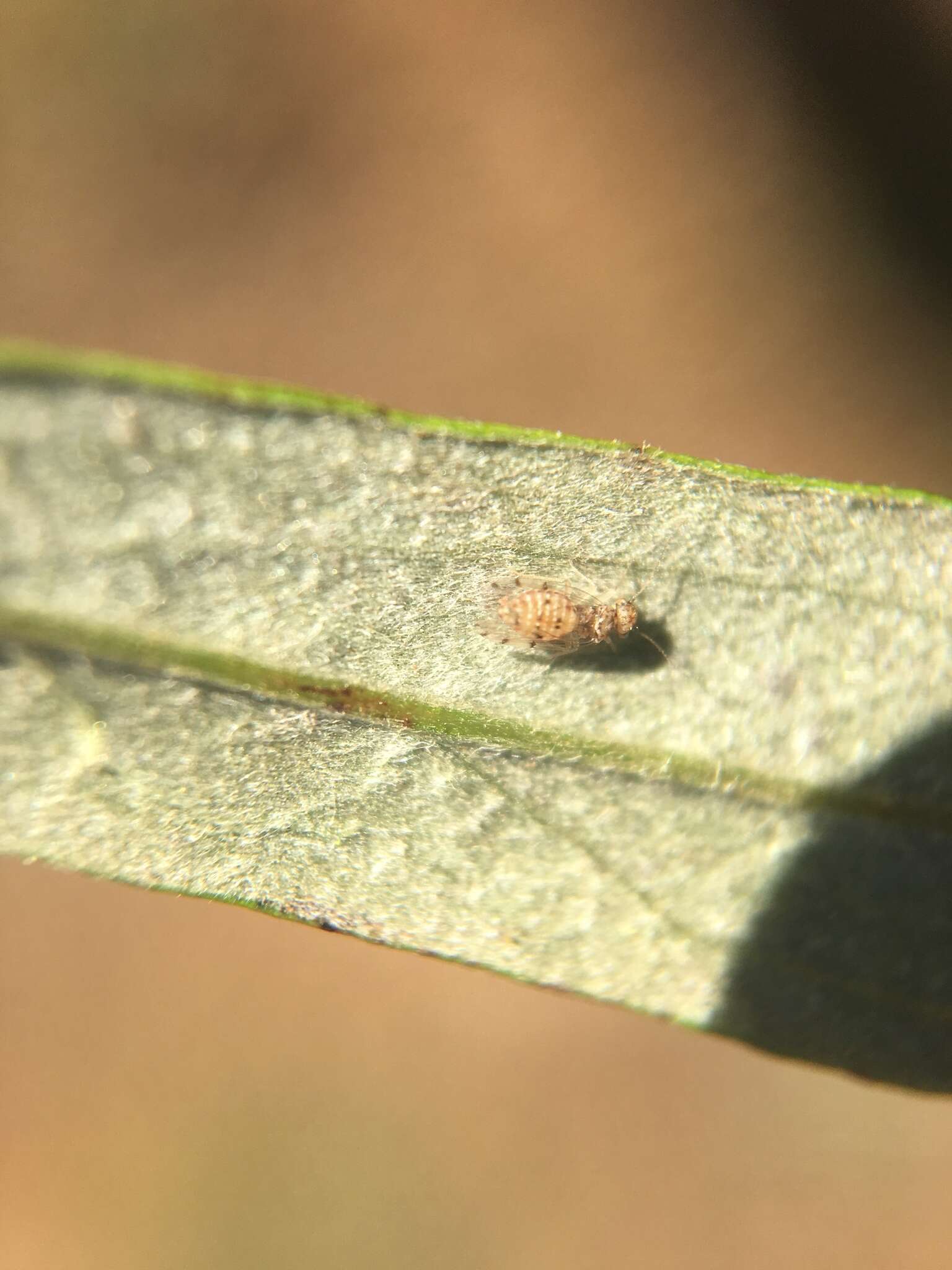 Image of Bark lice