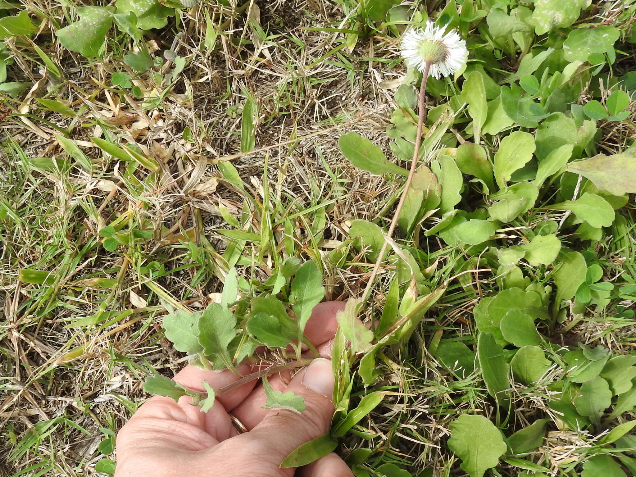 Image of Corpus Christi fleabane