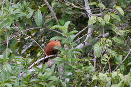 Image of Black-bellied Cuckoo