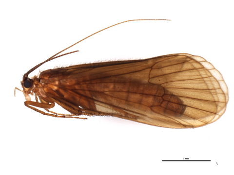 Image of <i>Hydatophylax infumatus</i> (Mc Lachlan 1865)