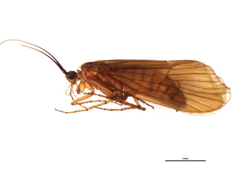 Image of <i>Hydatophylax infumatus</i> (Mc Lachlan 1865)