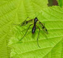 Image of Ptychoptera contaminata (Linnaeus 1758)