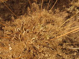 Image of Suksdorf's desertparsley