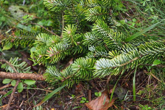 Image of Nikko Fir