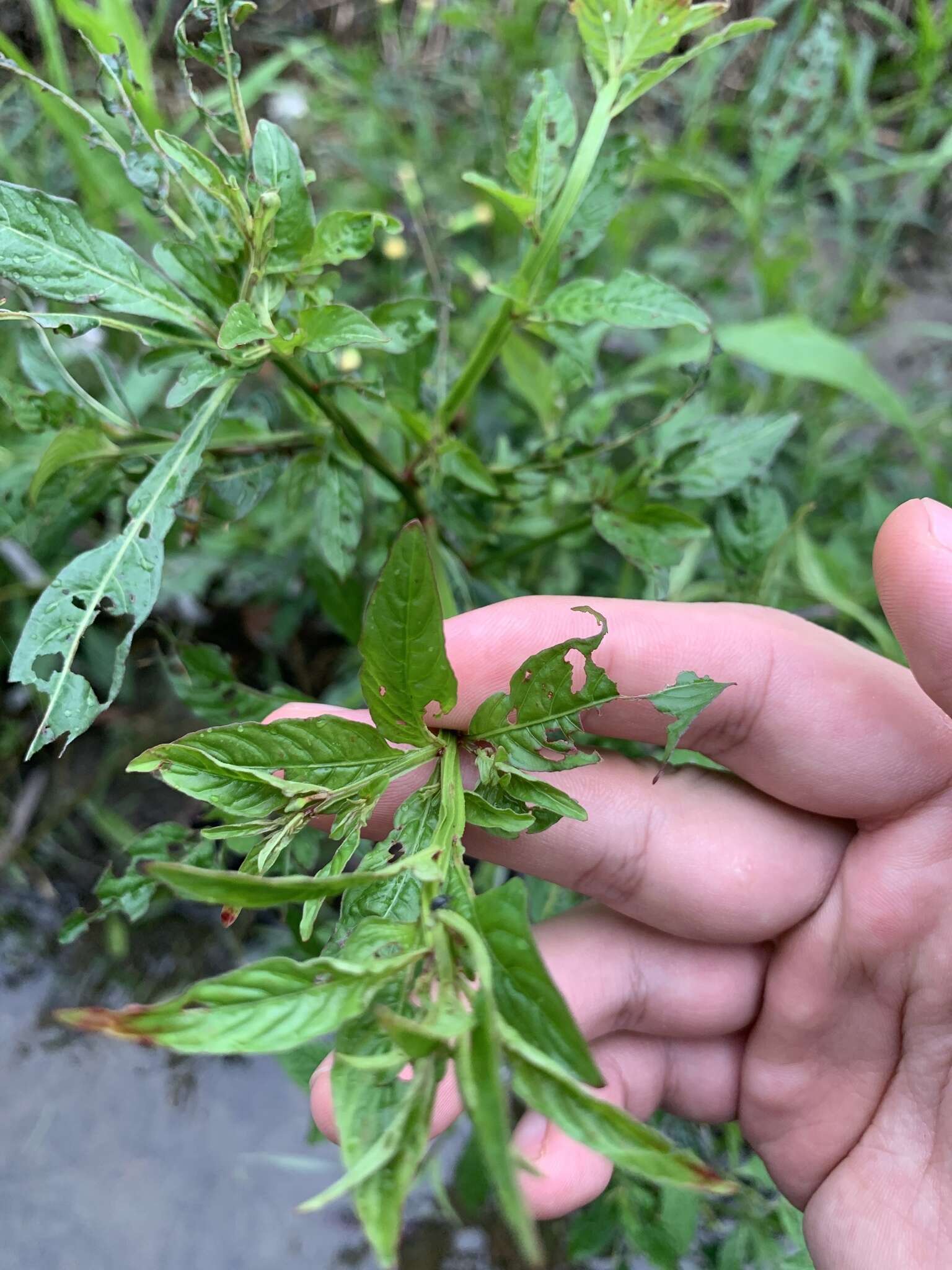 صورة Ludwigia erecta (L.) Hara