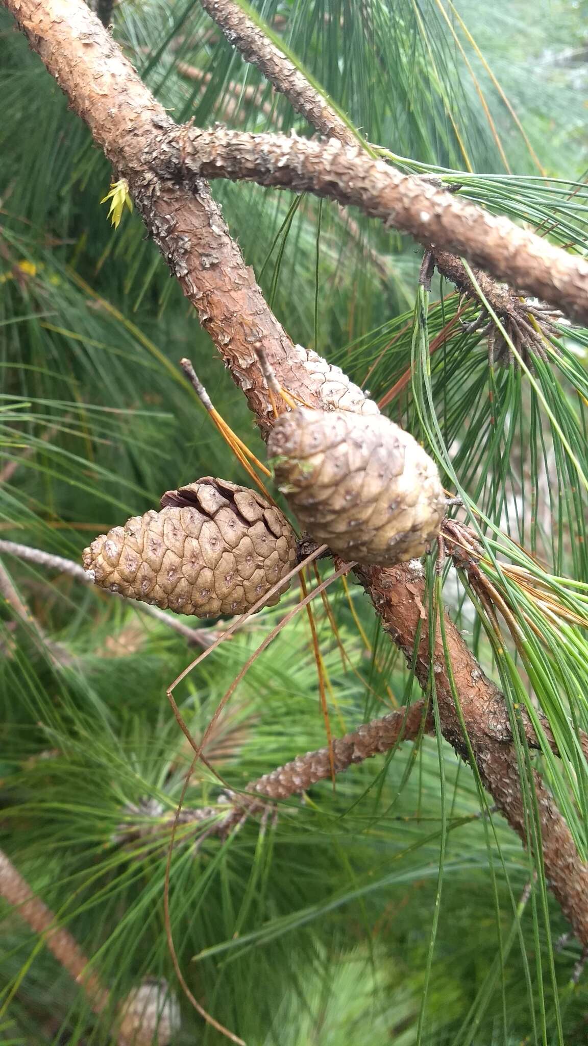 Image of Schwerdtfeger's Pine