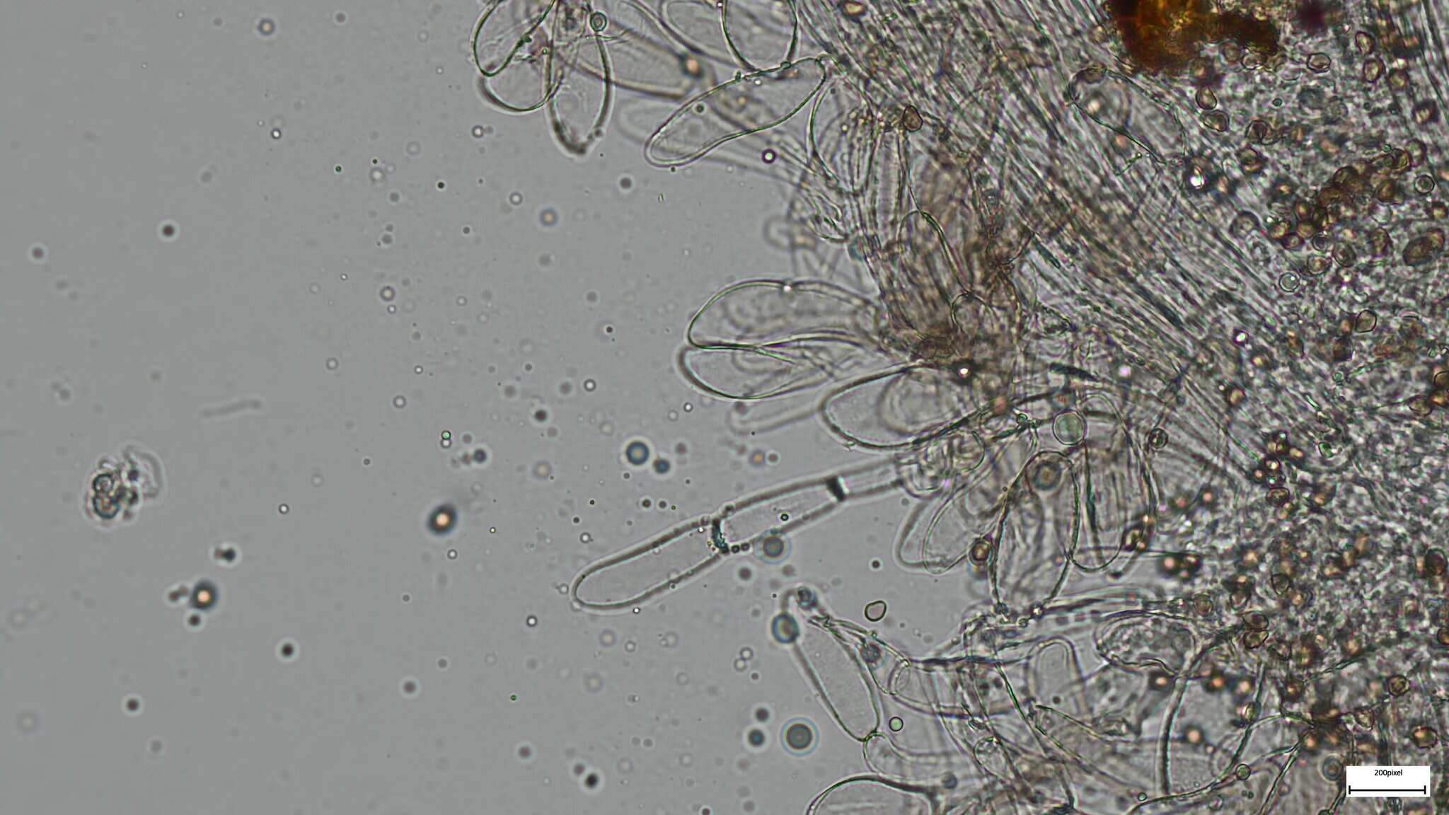 Image of Cystoagaricus strobilomyces (Murrill) Singer 1947