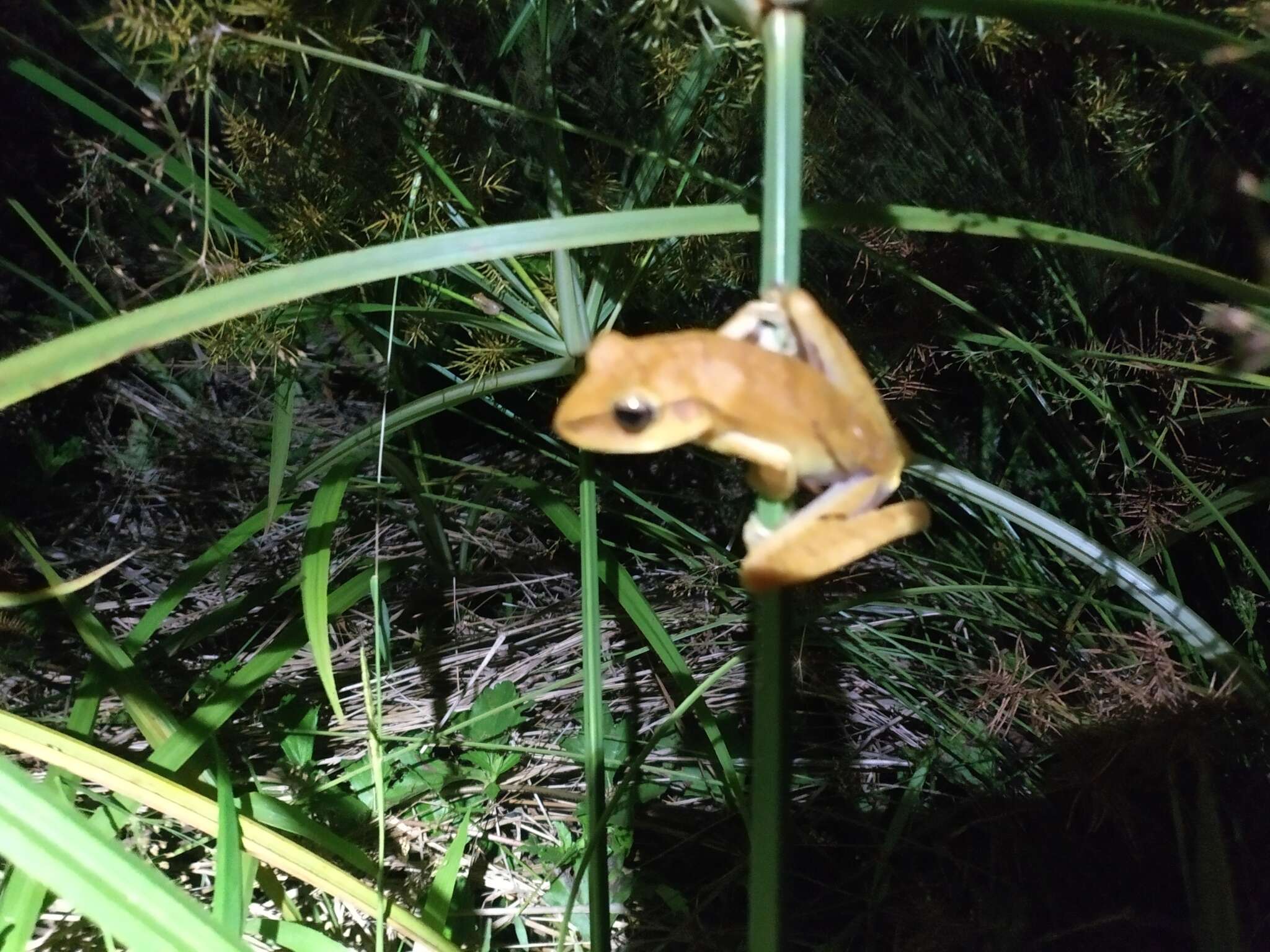 Image of Boana multifasciata (Günther 1859)