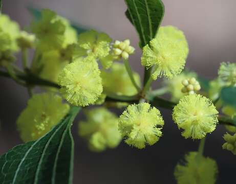 Acacia urophylla Benth. resmi