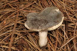 Image of Russula modesta Peck 1907